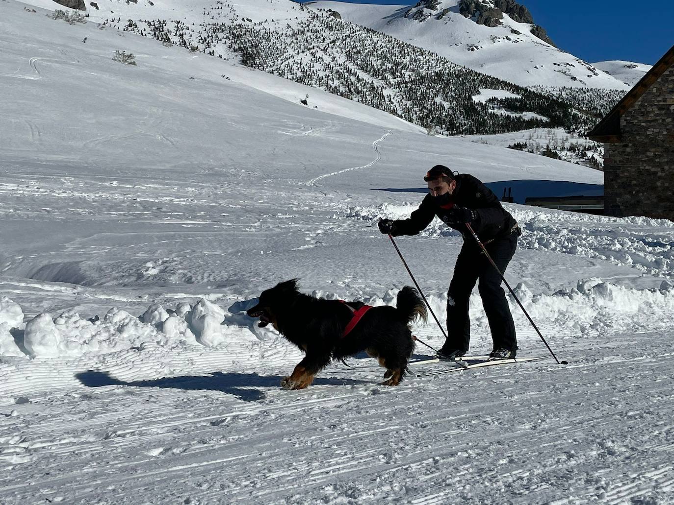 Velocidad, destreza, fuerza y pasión por la nieve unen al perro y al hombre. 