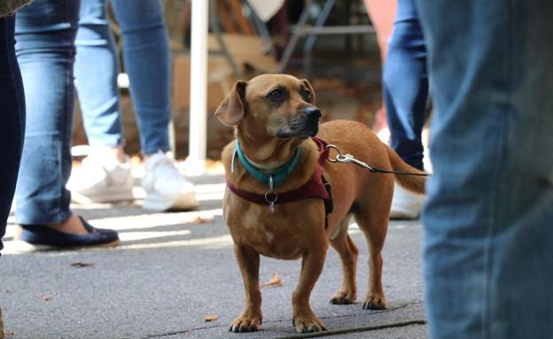 La Junta da marcha atrás y permite sacar a las mascotas durante el toque de queda