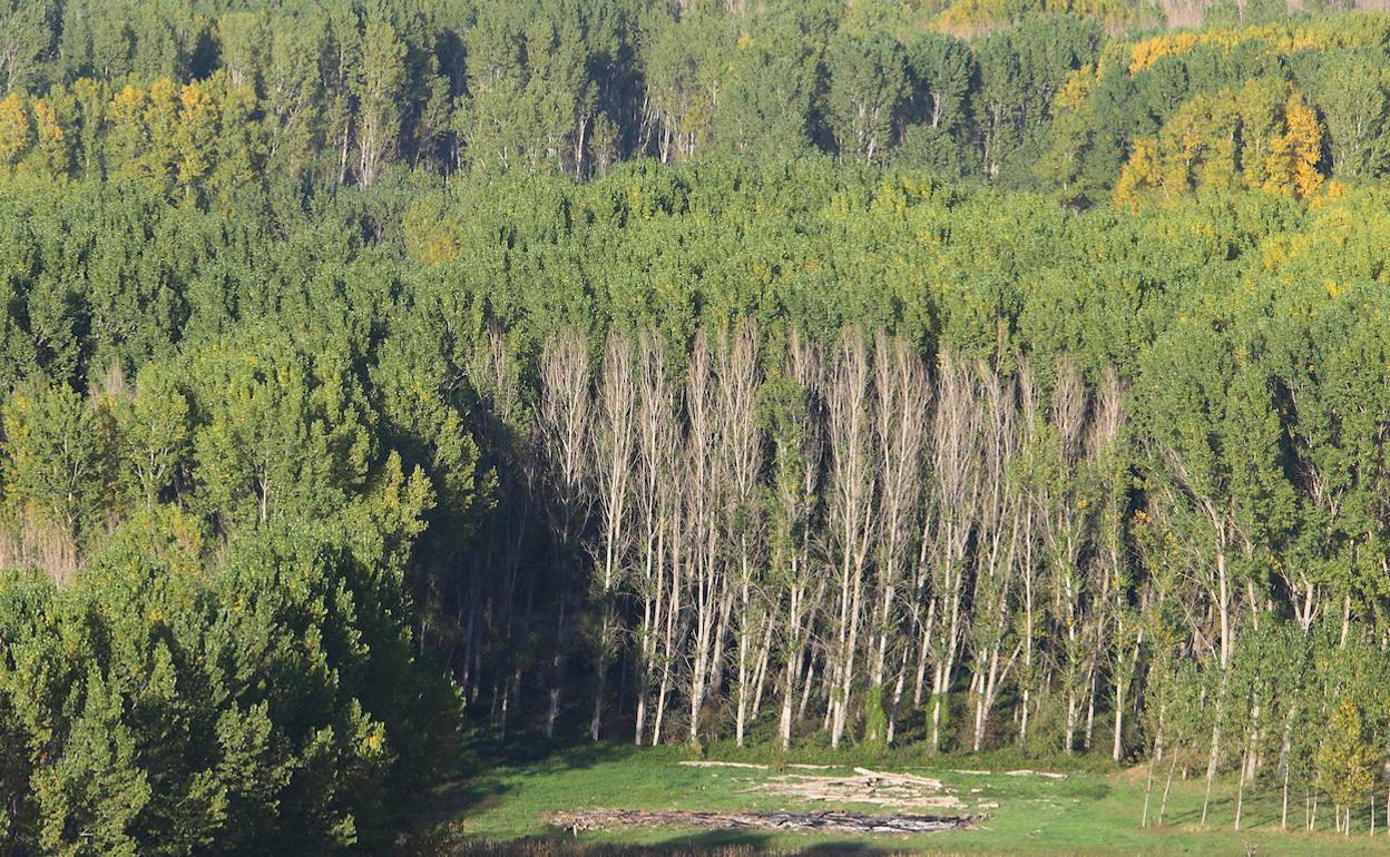 Un estudio de la UCAV evidencia el efecto sanador de los bosques del Bierzo