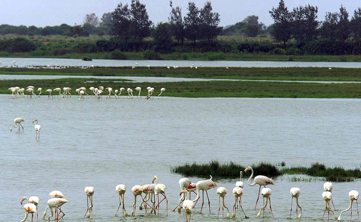 Parque Nacional de Doñana.