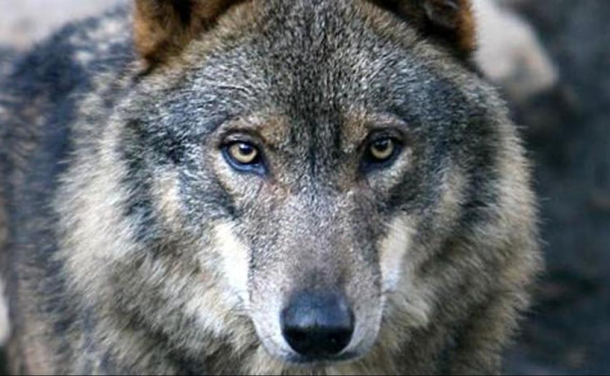 Imagen de un lobo.