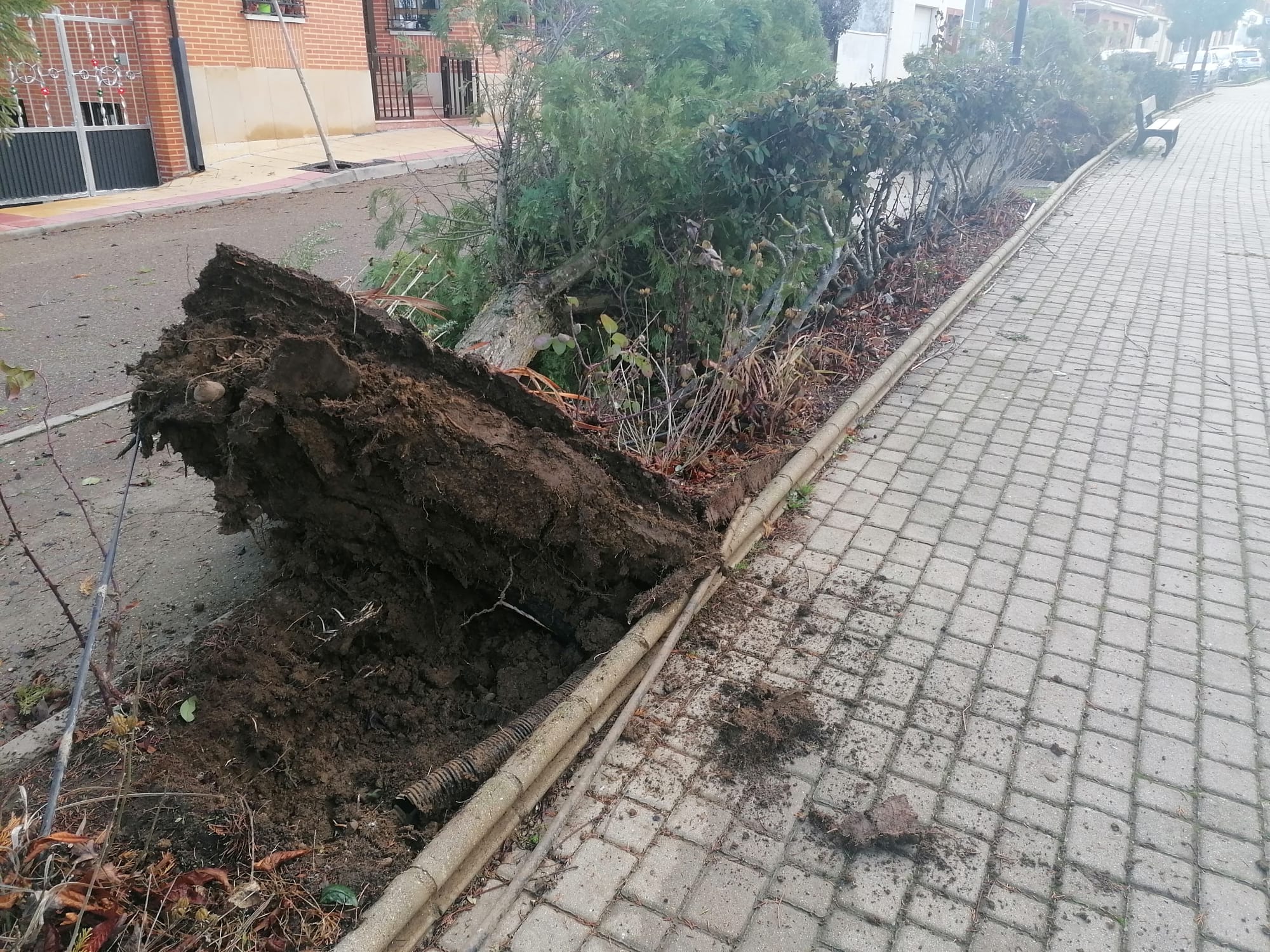 Fotos: El viento causa destrozos en Sahagún