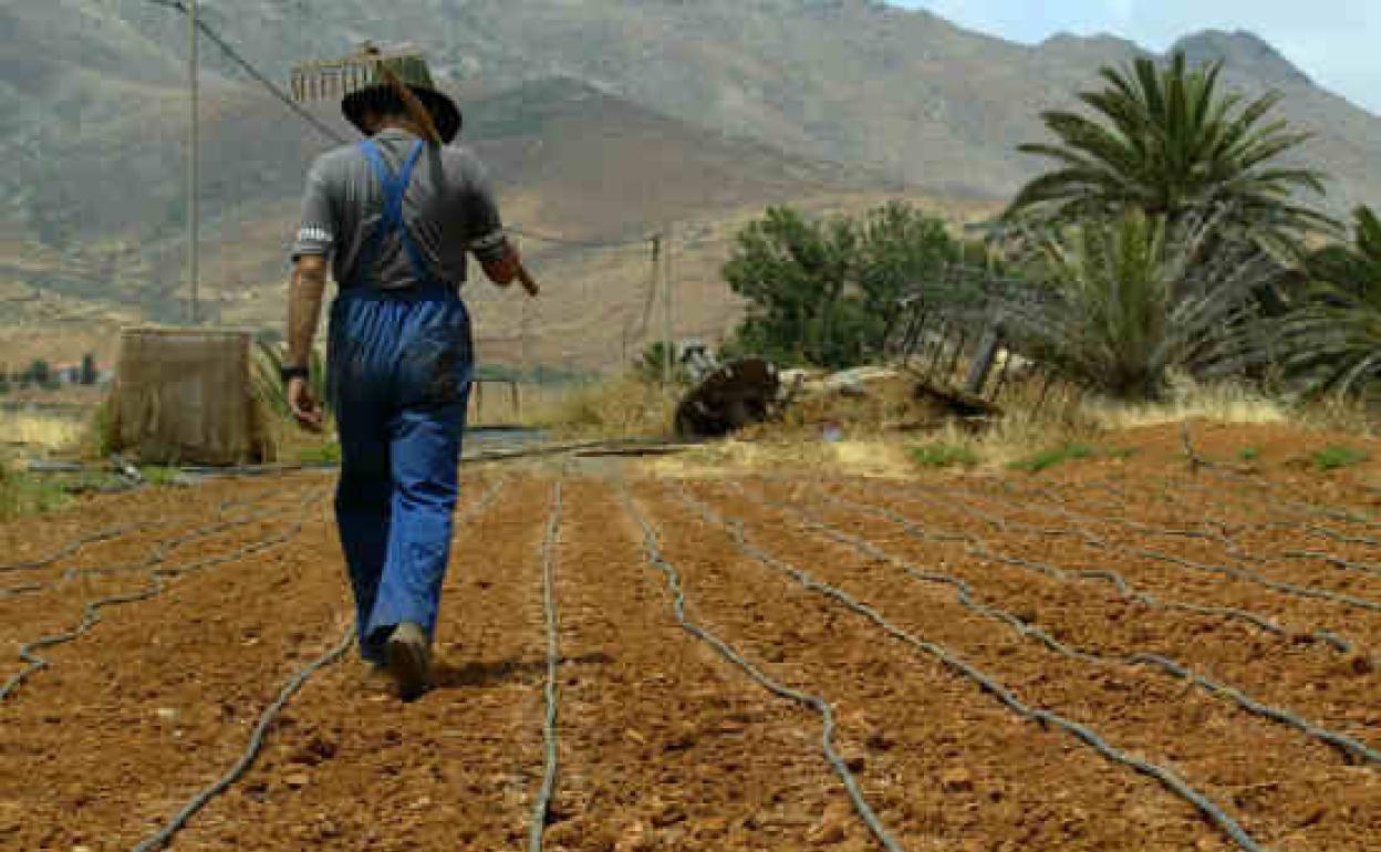 Un agricultor trabajando sus tierras en Canarias 