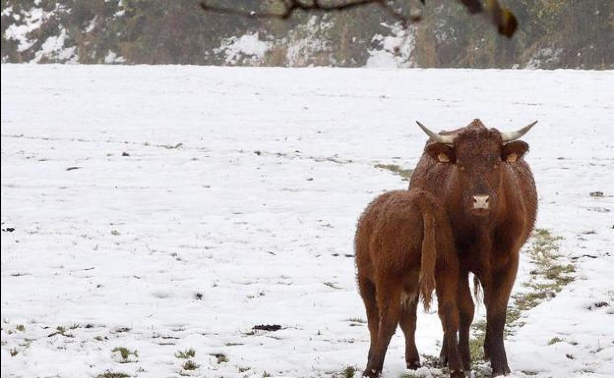 Vacas en la nieve en San Emiliano. 