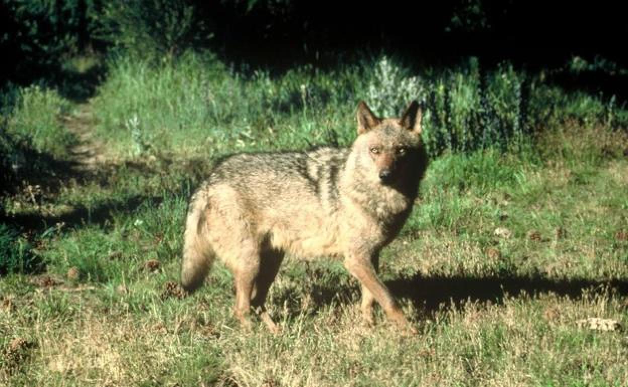 Coag critica que criterios «subjetivos y poco formalizados» llevarán a prohibir la caza del lobo