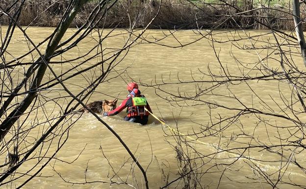 Imagen del rescate de un perro en el río Bernesga en León.