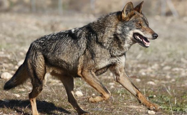 Un lobo ibérico, en un monte del norte de España. 