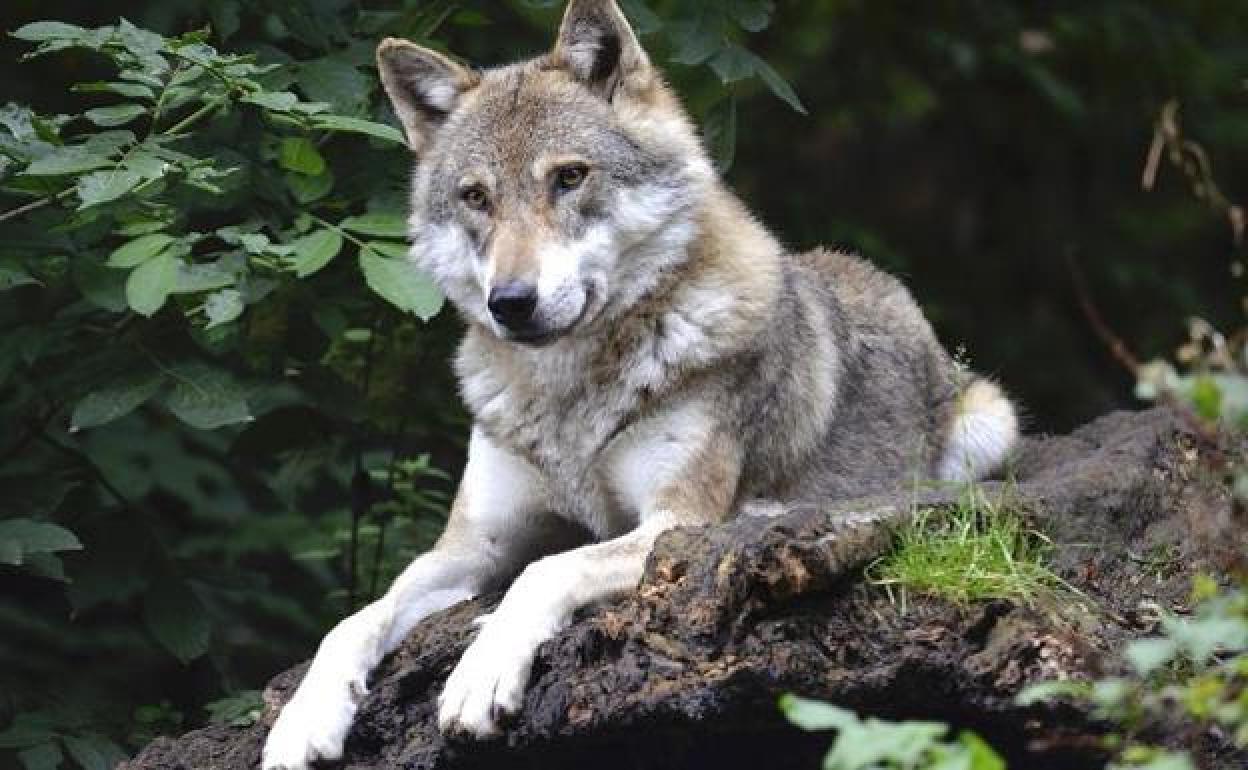 Un ejemplar de lobo. 