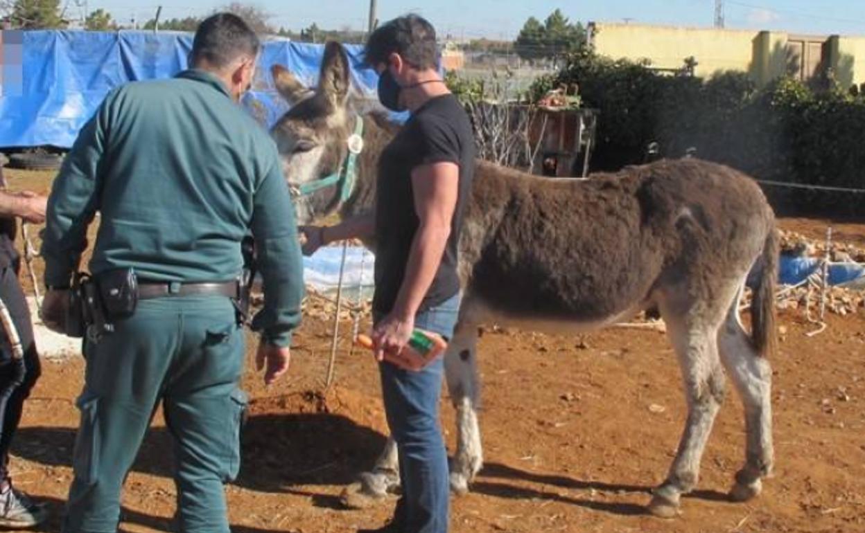 Los agentes de la Guardia Civil con un burro, uno de los animales hallados con vida en una finca de Toledo.