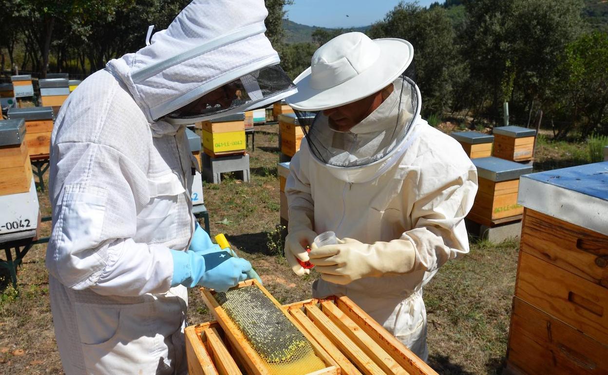 Una imagen de unos apicultores trabajando en una colmena-