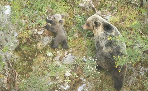 Un osezno y u madre en la Cordillera Cantábrica.