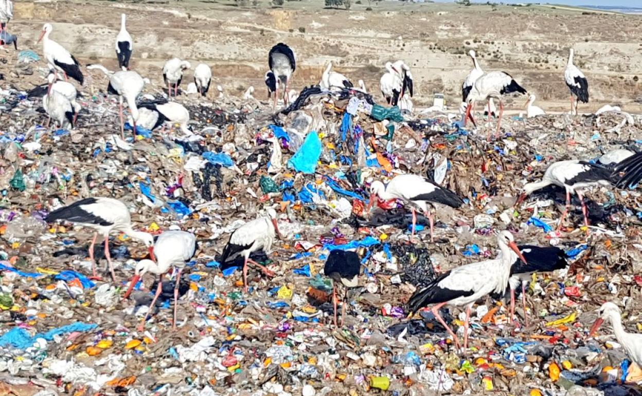 Los vertederos urbanos mejoran la salud de las cigüeñas  