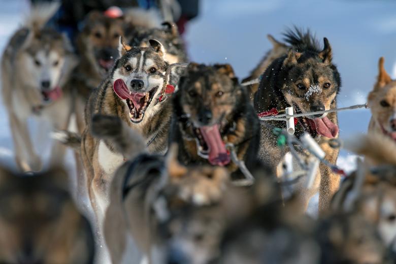 El equipo de Susannah Tuminelli corre al comienzo de la Iditarod Trail Sled Dog Race, que se lleva a cabo en un circuito cerrado a través del desierto debido a la pandemia de coronavirus, en Willow, Alaska