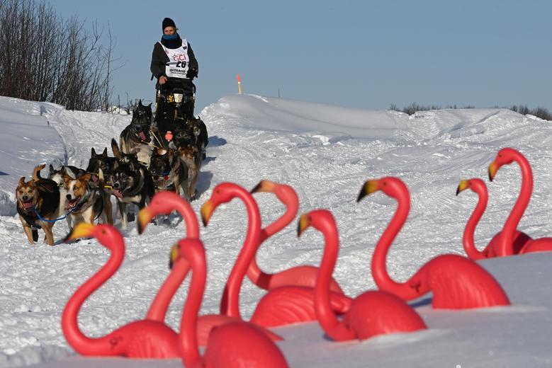 Mille Porsild y su equipo de perros pasan por Camp Flamingo en el río Susitna durante la carrera de perros de trineo Iditarod Trail, alterada drásticamente por la pandemia de coronavirus.