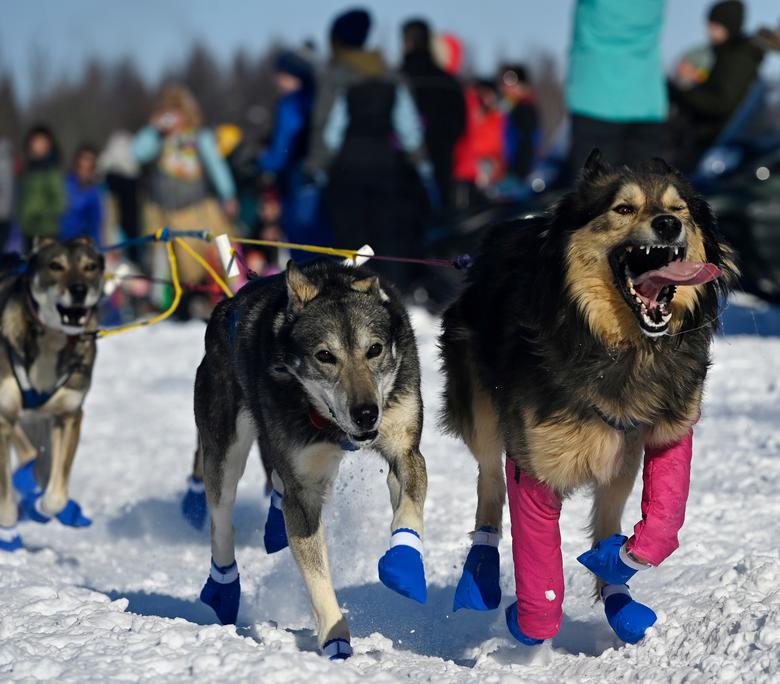 Los líderes de Wade Marrs corren hacia el río Susitna durante la carrera de perros de trineo Iditarod Trail.