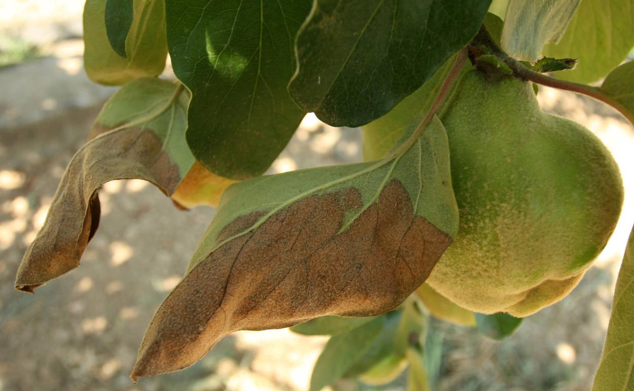 Membrillos afectados por el fuego bacteriano.