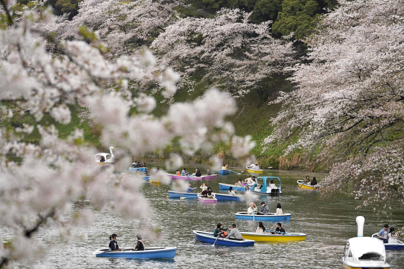 Chidorigafuchi Park - Japón