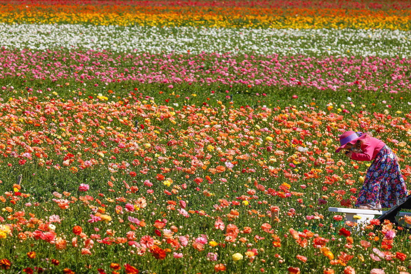 Fotos: Campos de flores de cuento en San Diego (California)