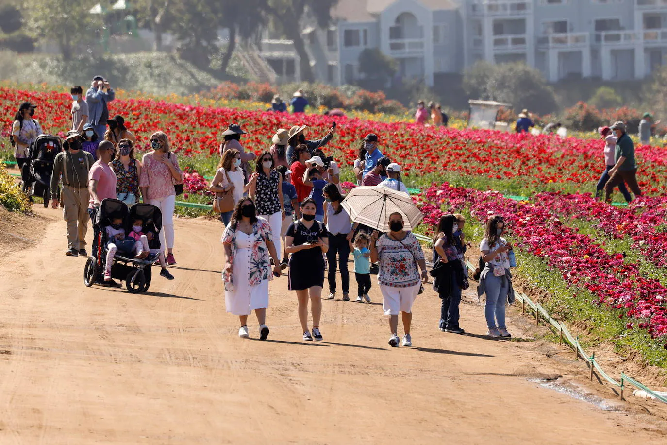 Fotos: Campos de flores de cuento en San Diego (California)