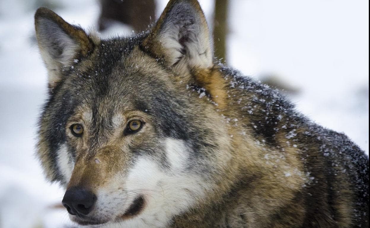 Coag advierte de que el lobo ya está atacando dentro de los pueblos y exige  controlar la fauna silvestre 