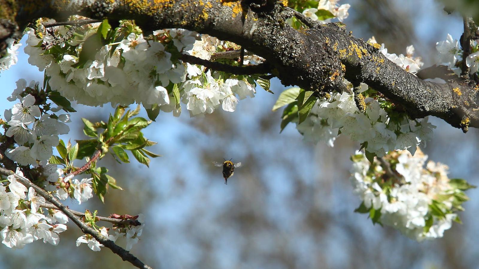 Los cerezos florecen en el Bierzo.