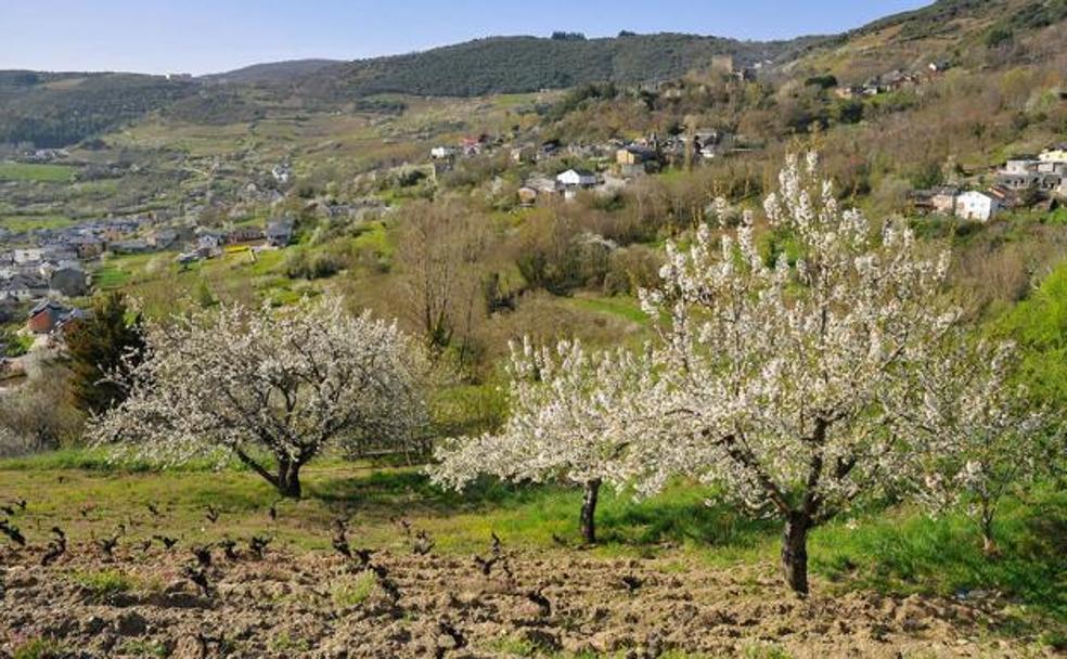 La floración del cerezo en Corullón es uno de los diez planes que propone leonoticias para disfrutar del fin de semana.