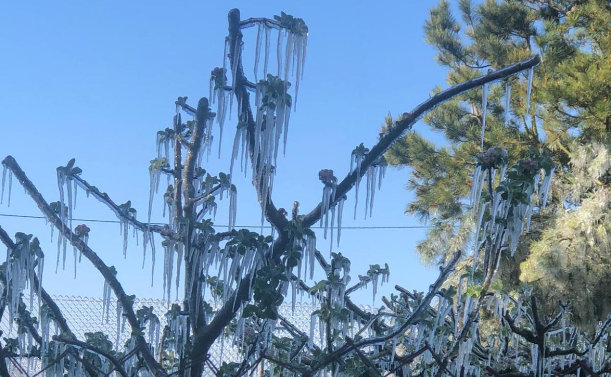 Imagen de un árbol congelado en la localidad de Castrovega.