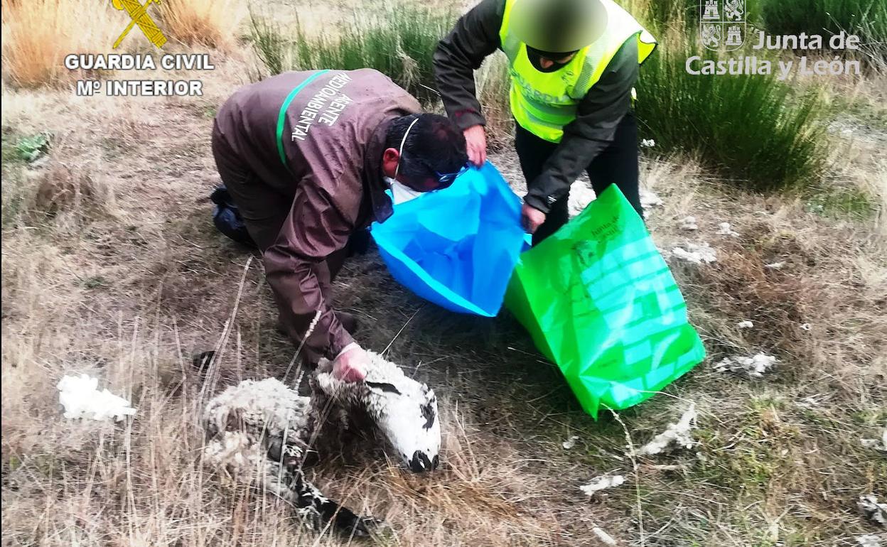 Animales recogidos en la finca del propietario que ha sido puesto a disposición judicial.