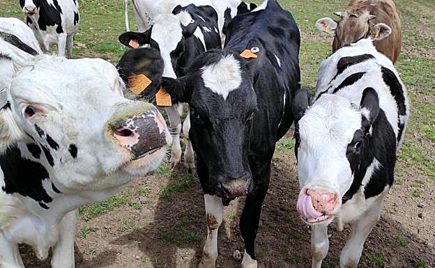 La ULE refuerza la investigación en ganadería con un equipamiento puntero en España 