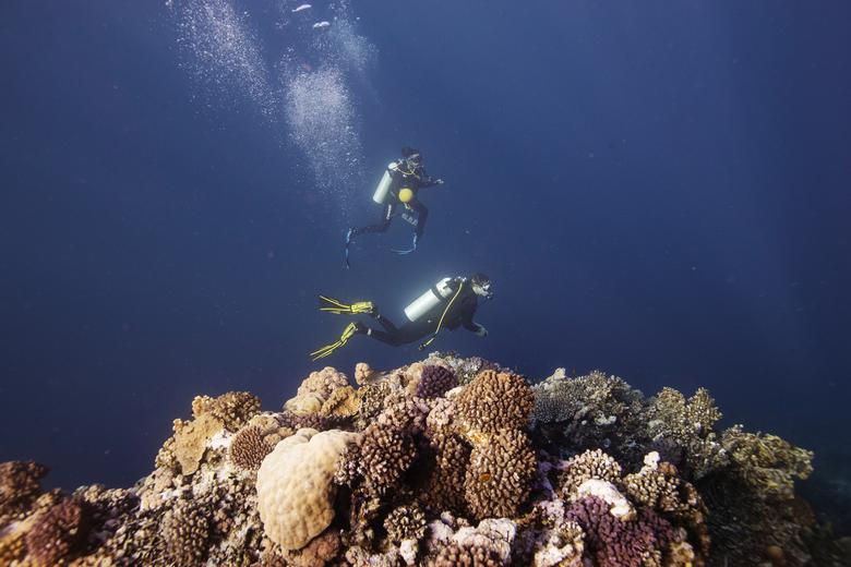 Los investigadores Michelle Havlik de Australia y Nathan Geraldi de los Estados Unidos bucean durante un viaje de investigación en el Mar Rojo.
