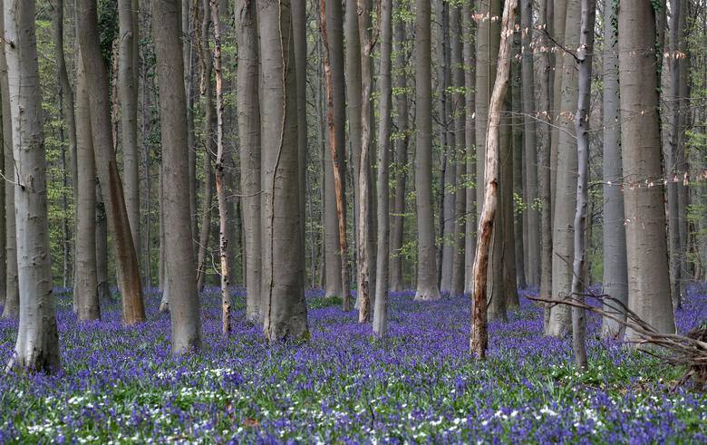 Bosque Azul, situado cerca de Halle, en Bélgica. 