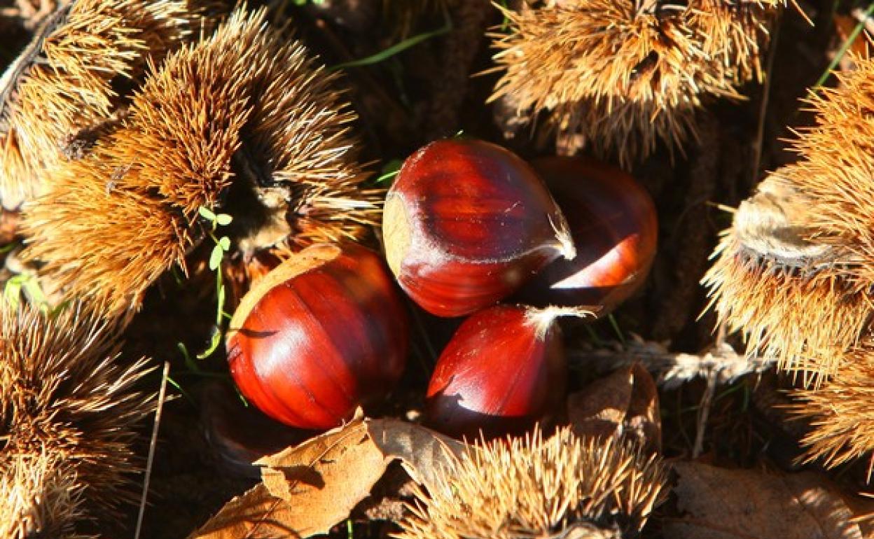 Castañas del Bierzo.
