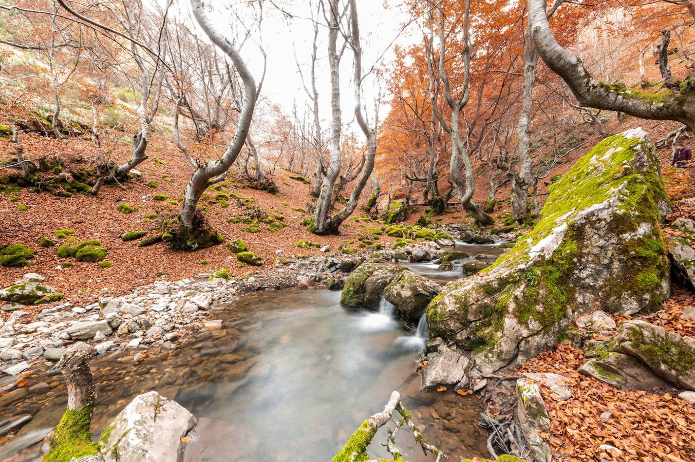 Faedo de Ciñera (León): El Faedo de Ciñera se encuentra al norte de León y en la lista de los hayedos más bonitos y mejor cuidados de España. Un lugar repleto de hayas centenarias, agua, rocas, en el que tampoco faltan las leyendas de brujas y hadas y que fue declarado Reserva de la Biosfera en 2007.