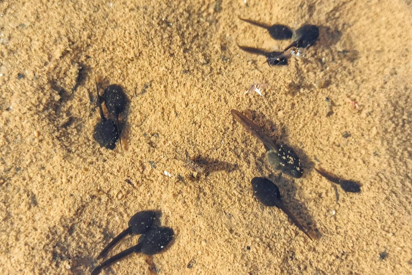 Los pequeños anifibios han dejado imágenes curiosas a su paso por una acequia del municipio