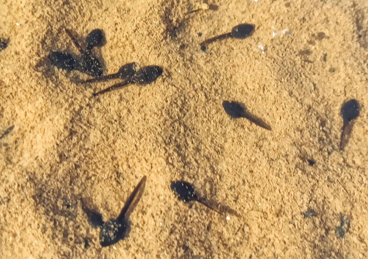 Los pequeños anifibios han dejado imágenes curiosas a su paso por una acequia del municipio