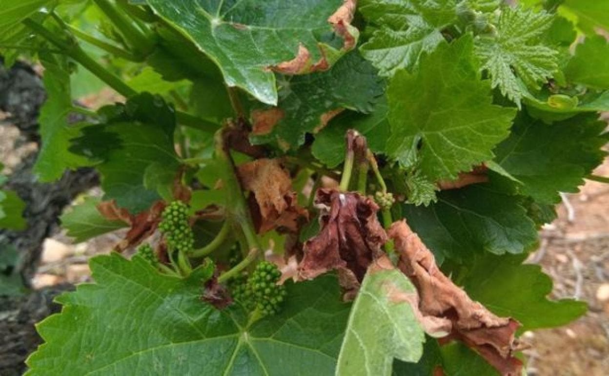 Imagen de archivo de viñas de la DO Bierzo afectadas por el mildiu. 
