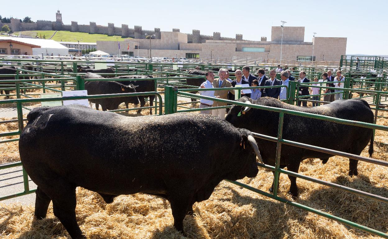 Ejemplares de ganado avileño-negro ibérico. 