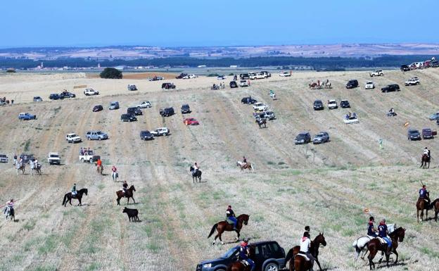 Numerosos vehículos y jinetes en uno de los afamados encierros por el campo de Villalpando.