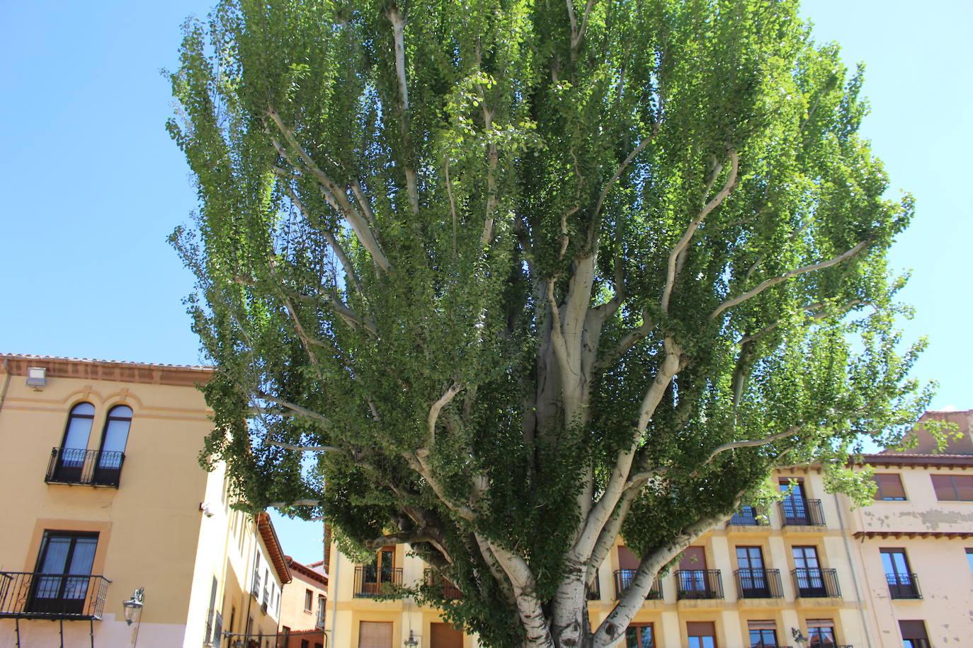 El autor Pedro Gómez García relata en su primera obra «800 años de historia» de la emblemática plaza leonesa.