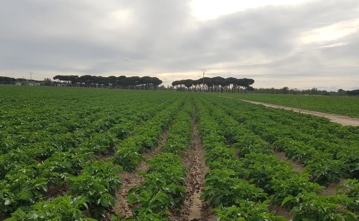 Estado actual de las patatas en la finca Herreros, en la provincia de Valladolid. 