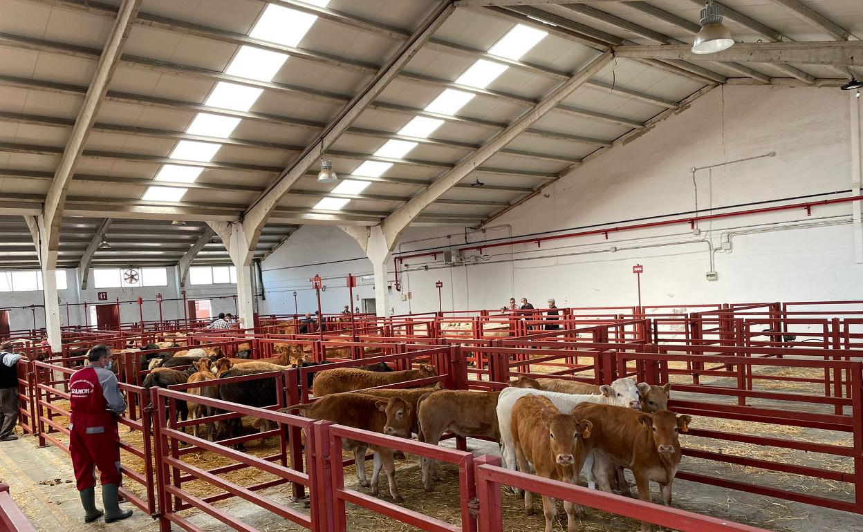 Aspecto de los corrales del mercado de Salamanca durante la mañana de hoy. 
