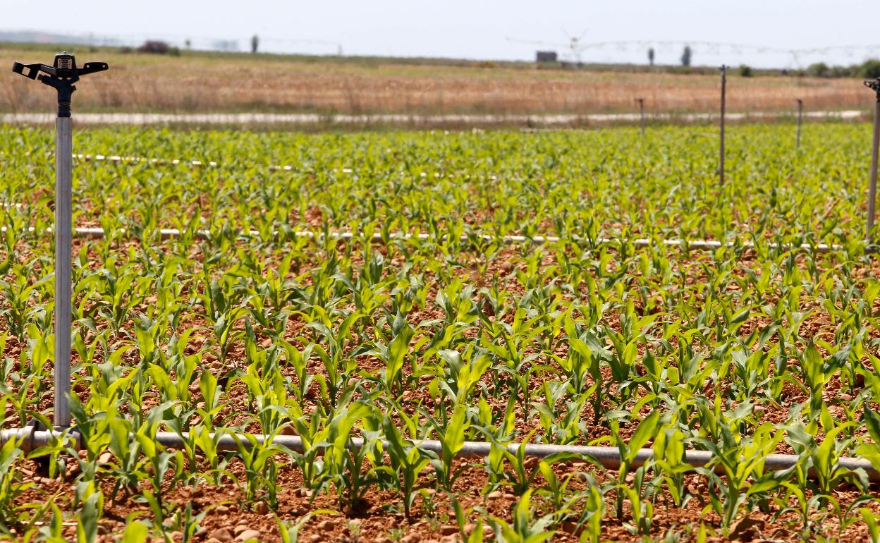 Plantación de maíz en Sahagún, León. 