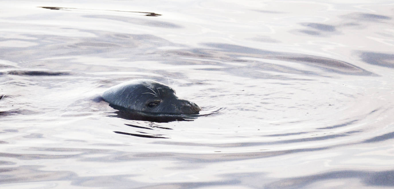 Una expedición con presencia leonesa viajó hasta las islas portuguesas para rodar un documental sobre las focas monje, un animal con apenas 650 ejemplares en el mundo.