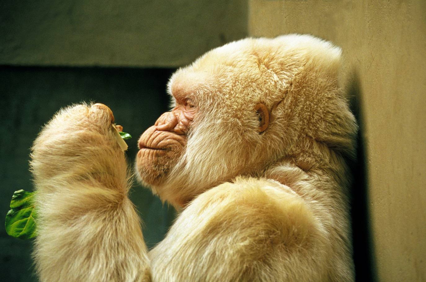 Copito de Nieve vivió 40 años y es el único gorila albino conocido en el mundo. Llegó a Barcelona en 1966, tras ser capturado por un agricultor de Guinea Ecuatorial y de ser vendido poco después al primatólogo catalán Jordi Sabater Pi. En 1967 fue portada de la revista National Geographic, lo que le dio fama mundial. Murió en 2003 víctima de un cáncer de piel, un enfermedad favorecida por su peculiar mutación.