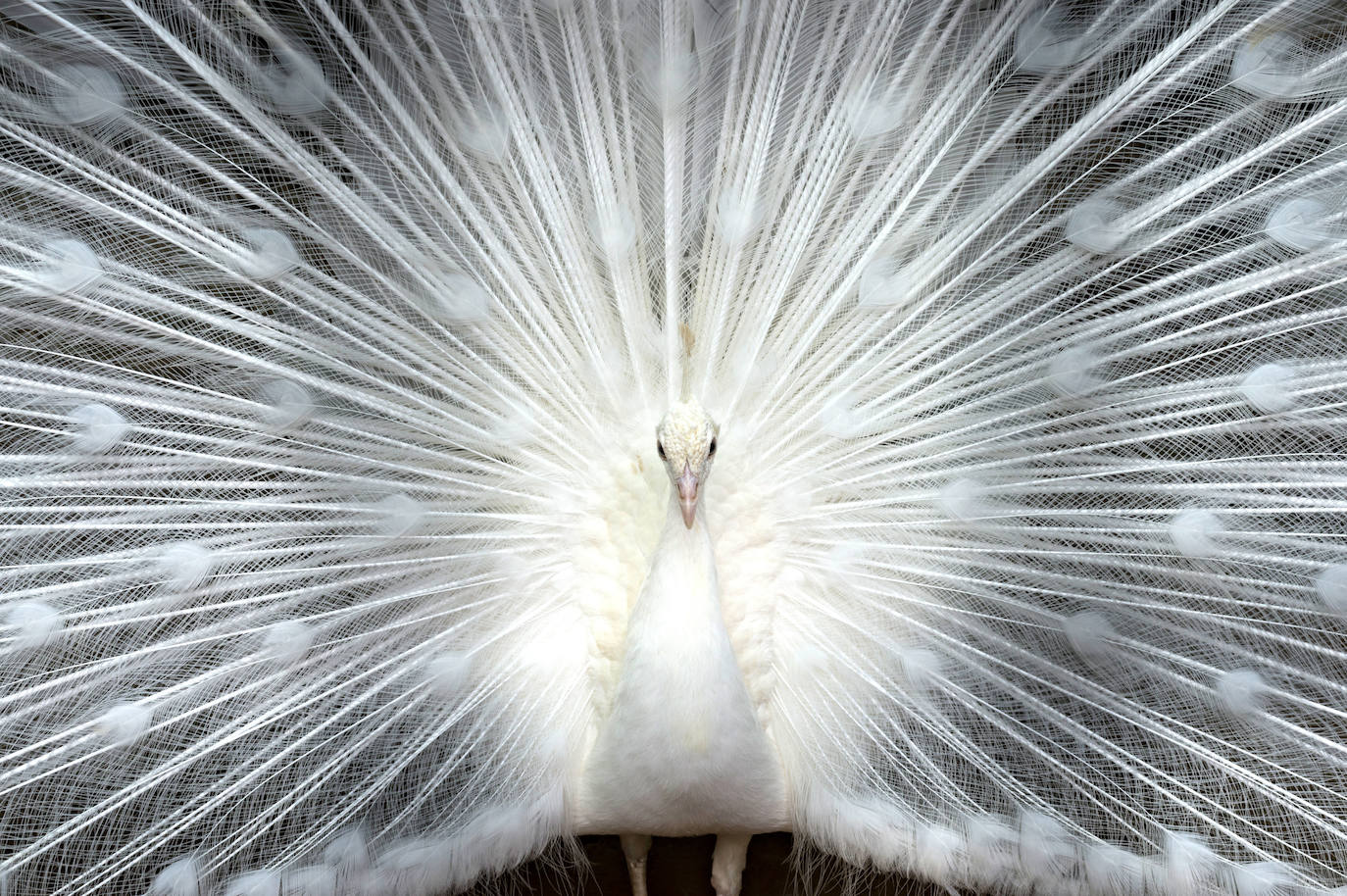 El colorido pavo real se transforma en una especie de copo de nieve gigante.