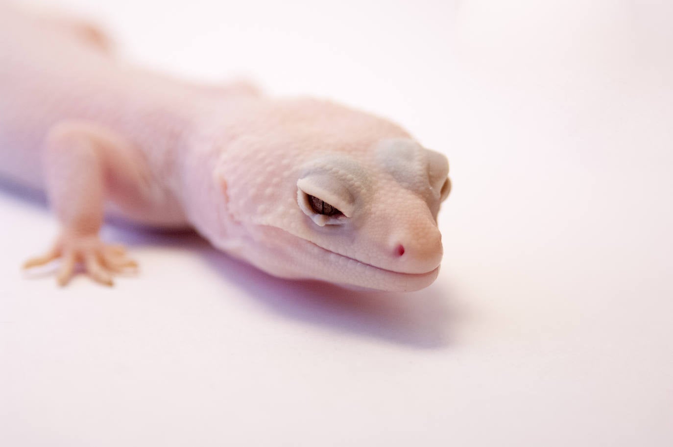 Los geckos son otra de las especies a los que el albinismo les da un tono rosado de piel. 