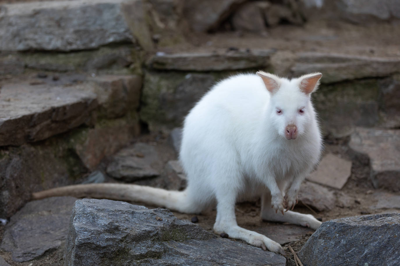 Fotos: Los animales albinos más espectaculares