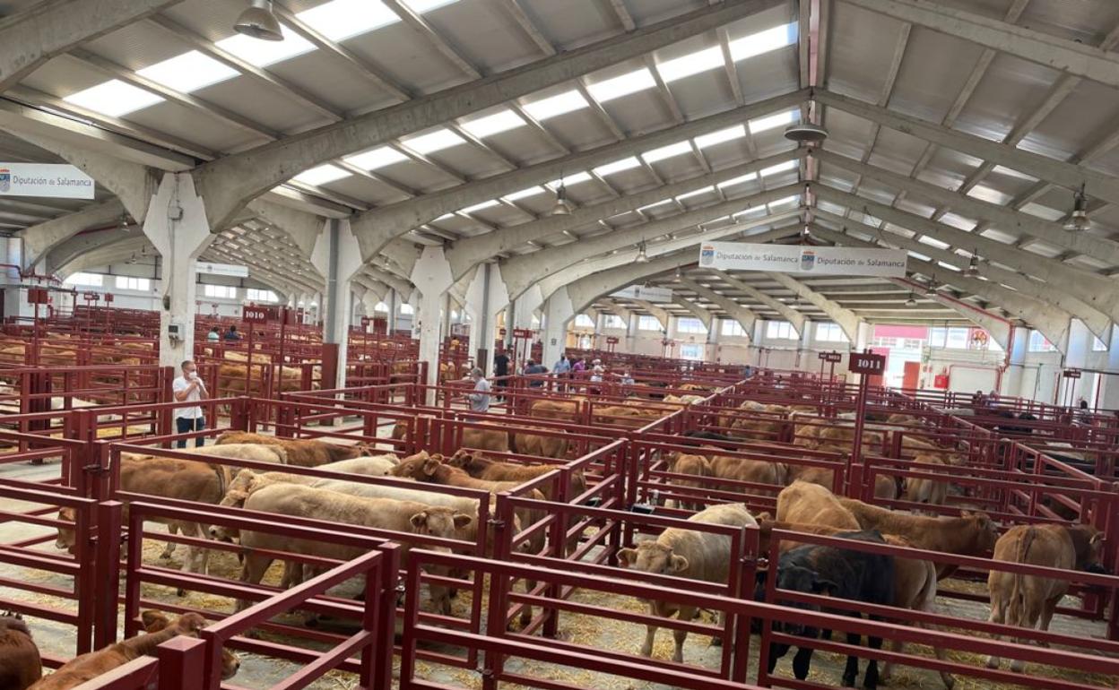 Corrales del Mercado de Ganados de Salamanca, esta mañana. 