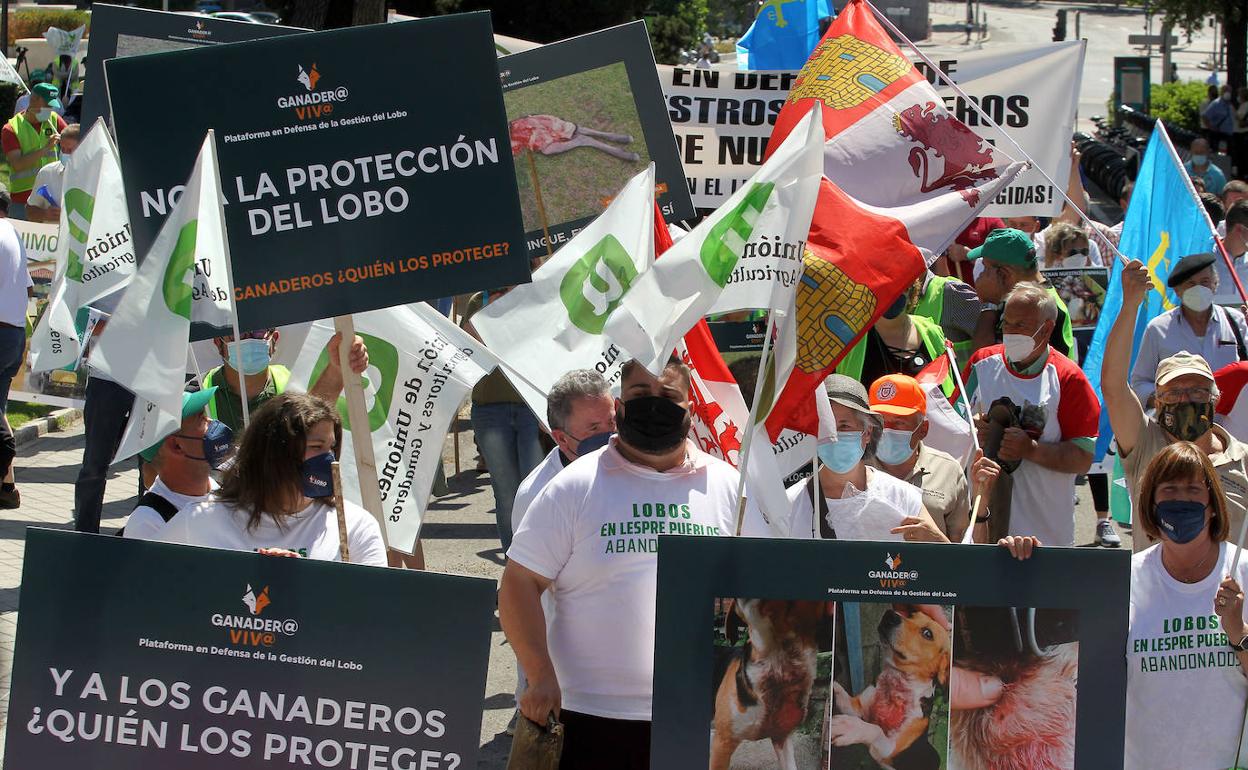 Concentración en Madrid de la Unión de Campesinos de Castilla y Léon frente al Miteco contra la «sobreprotección del lobo».