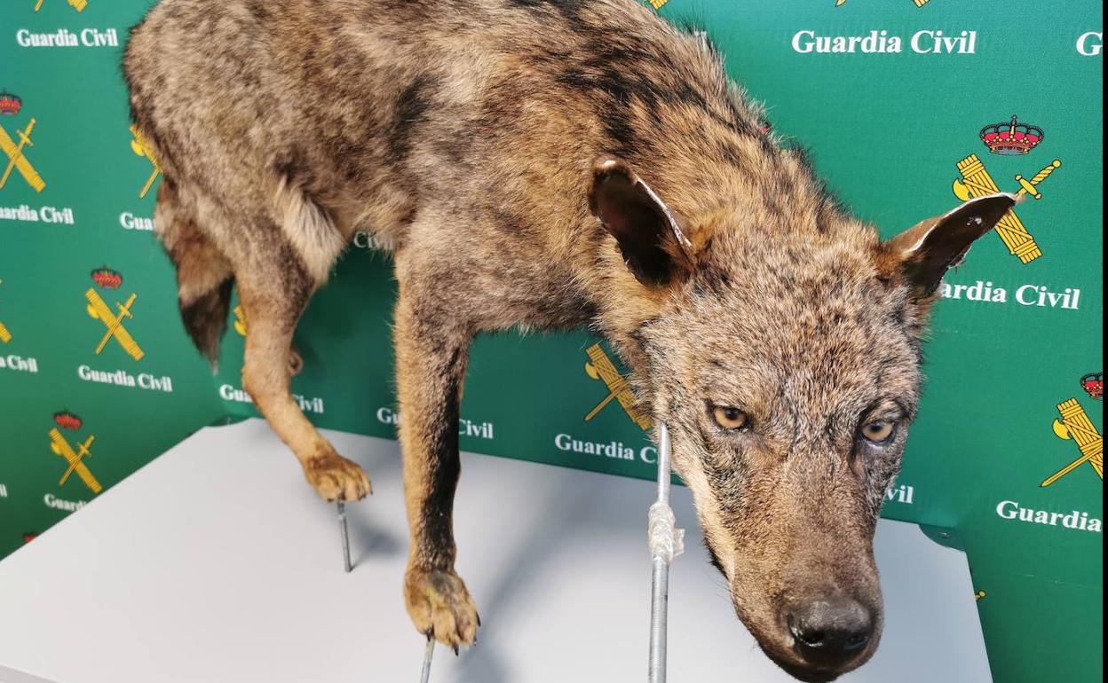 Investigan a tres hombres, uno de ellos leonés, por varios delitos de caza  sobre el lobo ibérico 